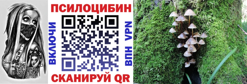 дарк нет наркотические препараты  Сурск  Галлюциногенные грибы Psilocybe 